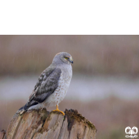 گروه سنقرها Harriers